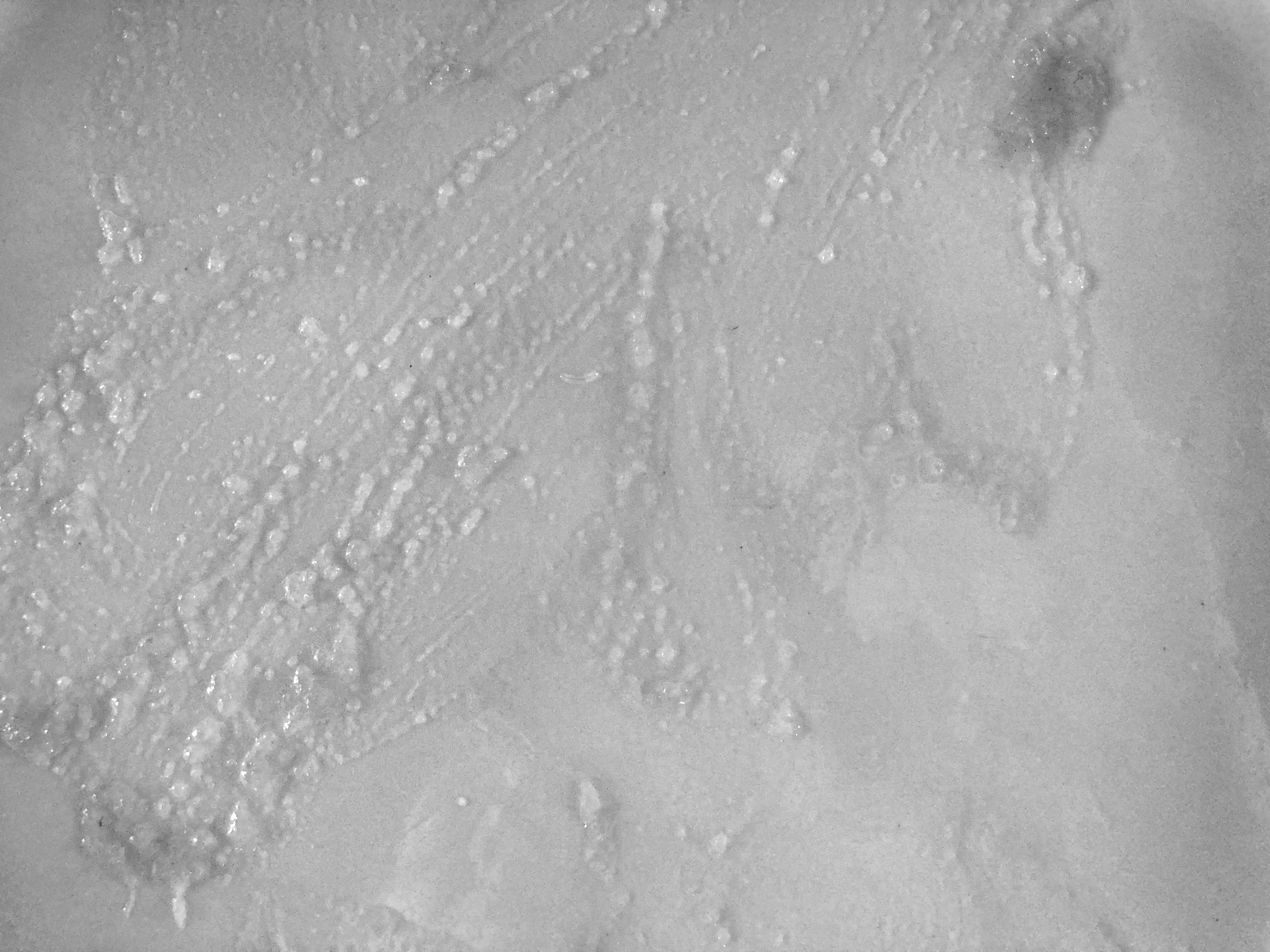 A Black and White Minimalist composition: single plate centered on a plain surface